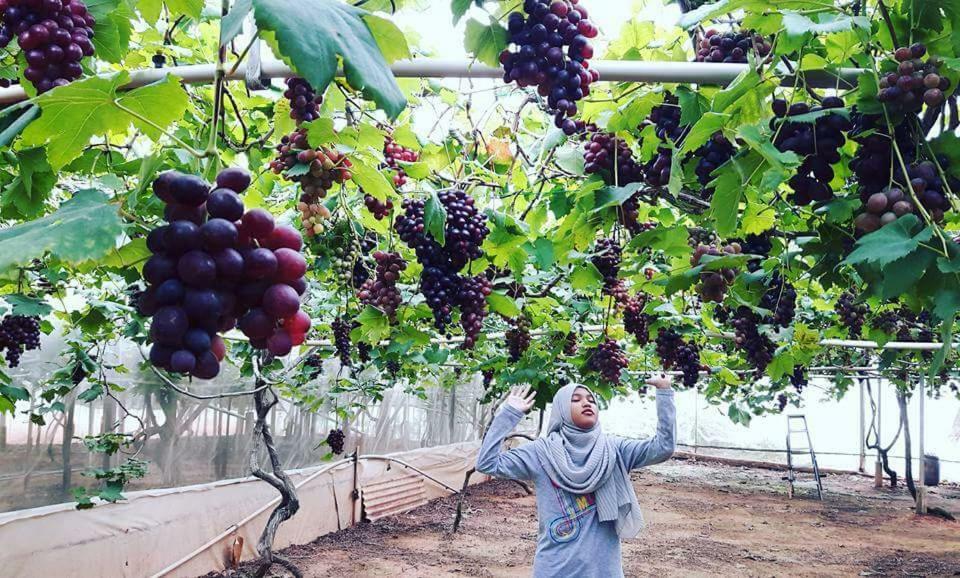 Azizi&Yati Muslim Homestay קמרון היילנדס מראה חיצוני תמונה
